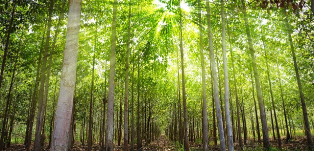 Sustainable Teak and Hardwood Tree Plantation Growing